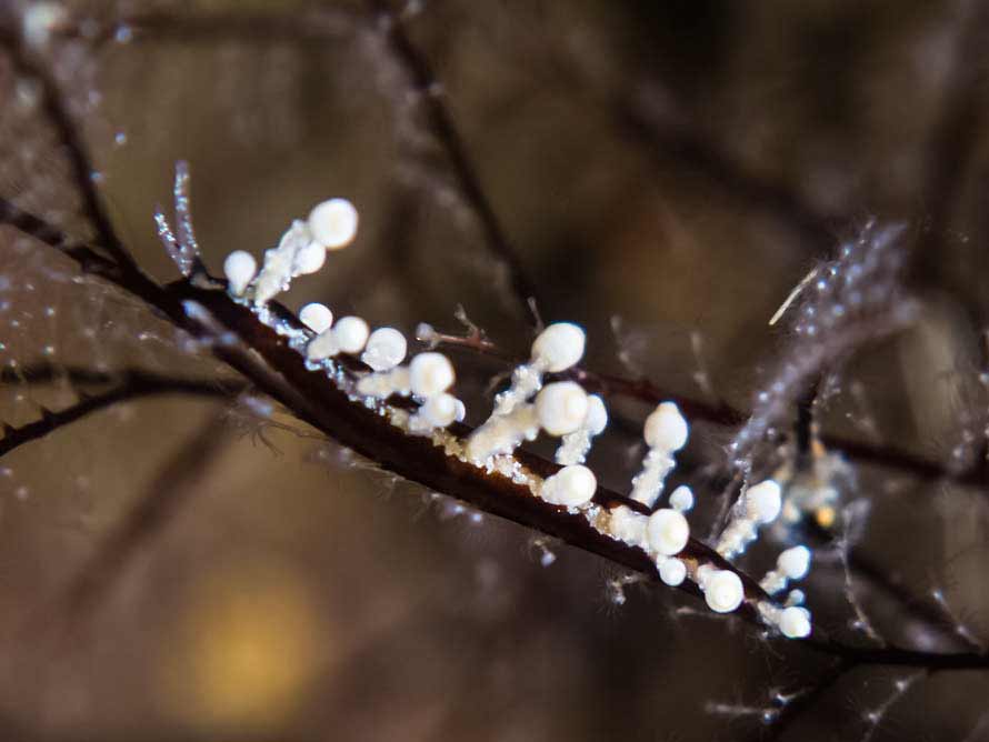 Longibranchus putnami